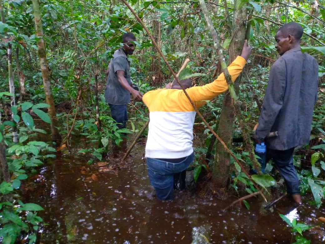 Toubières,de,lokolama,penzele,dans,le,bassin,du,congo